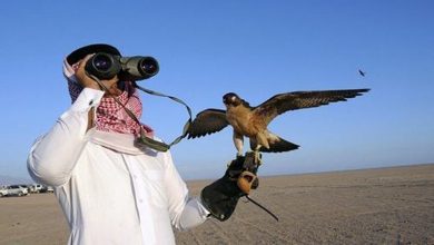 Photo of عرب شاہی خاندانوں کو تلور کا شکار کرنے کی اجازت