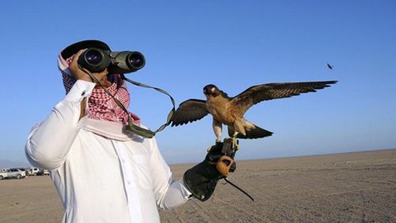 عرب شاہی خاندانوں کو تلور کا شکار کرنے کی اجازت